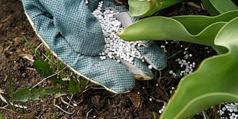 Pravilna primena azotnih đubriva